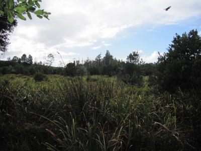 Venta-de-Parcela-en-Valdivia-CHIGUAO